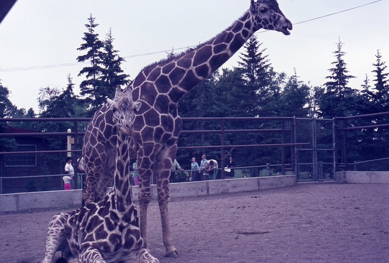 401098: Calgary Zoo AB Canada Giraffes Photo Wendy Langford