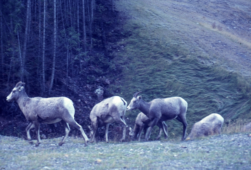 401231: Radium Hot Springs BC Canada Mountain Sheep