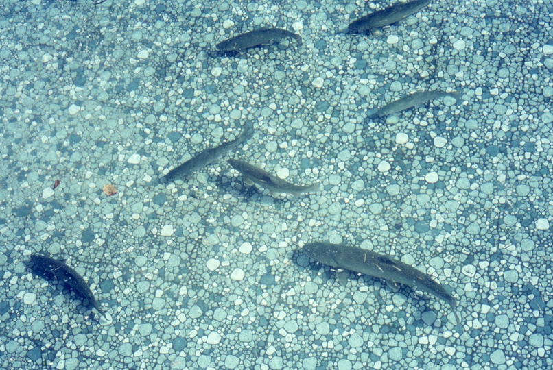 401240: near Wardner BC Canada East Kootenay Trout Hatchery Fish in pond