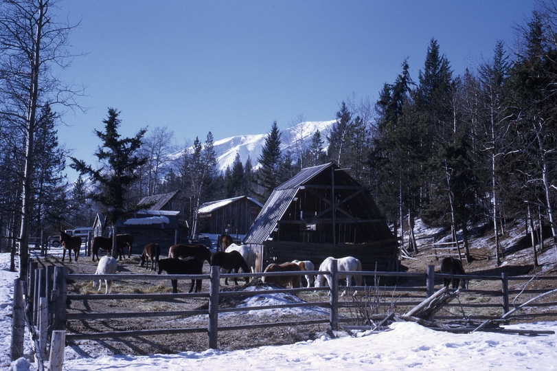 401266: Elk Valley near Natal BC Canada Horses in Corral Photo Wendy Langford