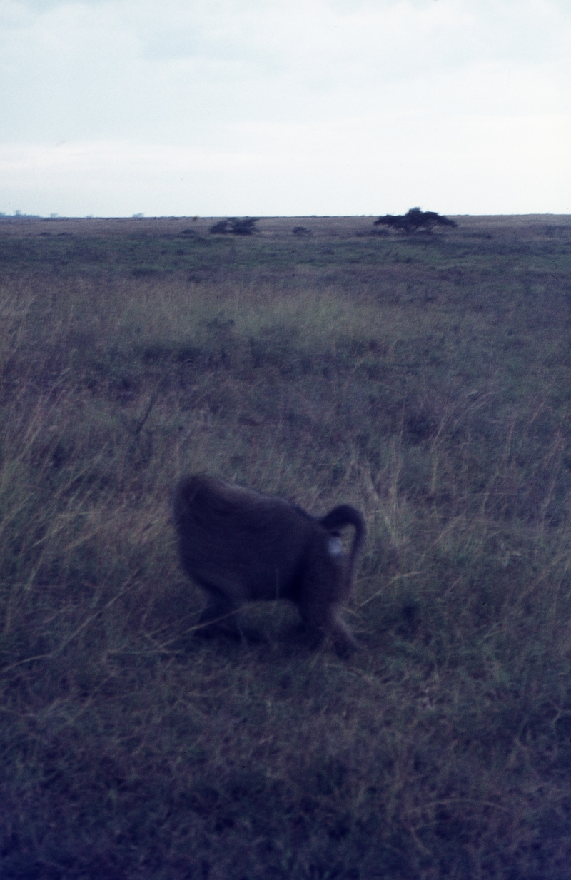 401449: Nairobi Game Park Kenya Yellow Baboon