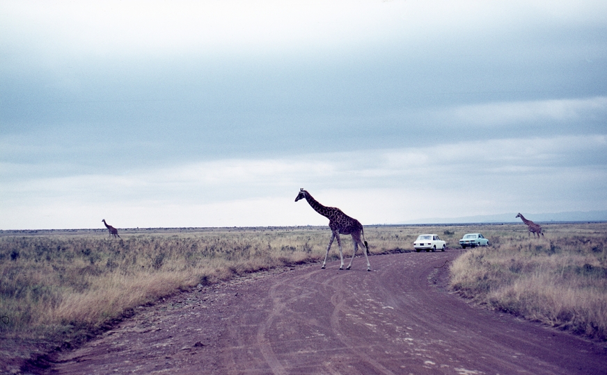 401452: Nairobi Game Park Kenya Giraffe