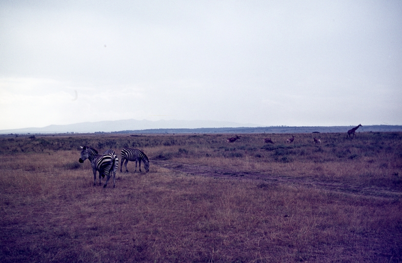 401454: Nairobi Game Park Zebras and Giraffe