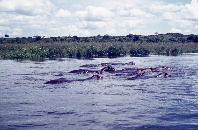 401466: Victoria Nile Uganda Hippopotami swimming