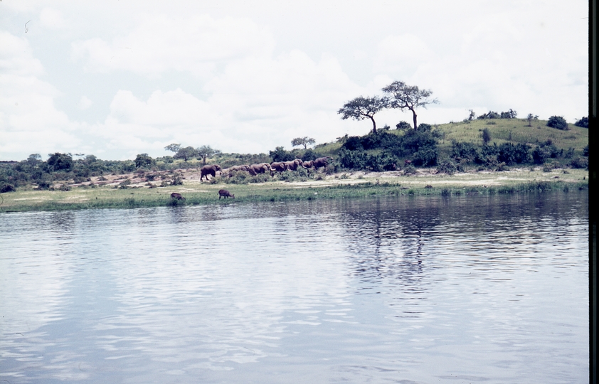 401467: Victoria Nile Uganda Elephants