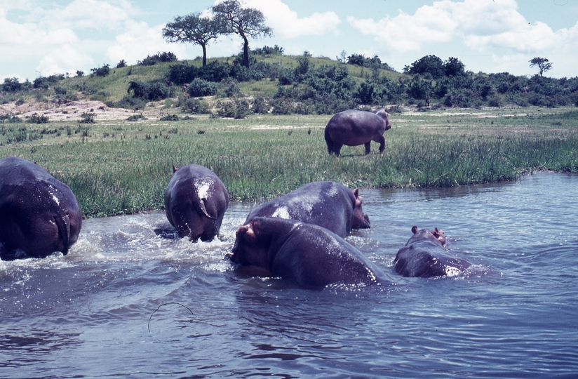401468: Victoria Nile Uganda Hippopotami