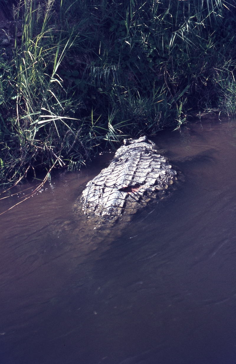 401472: Victoria Nile Uganda Crocodile