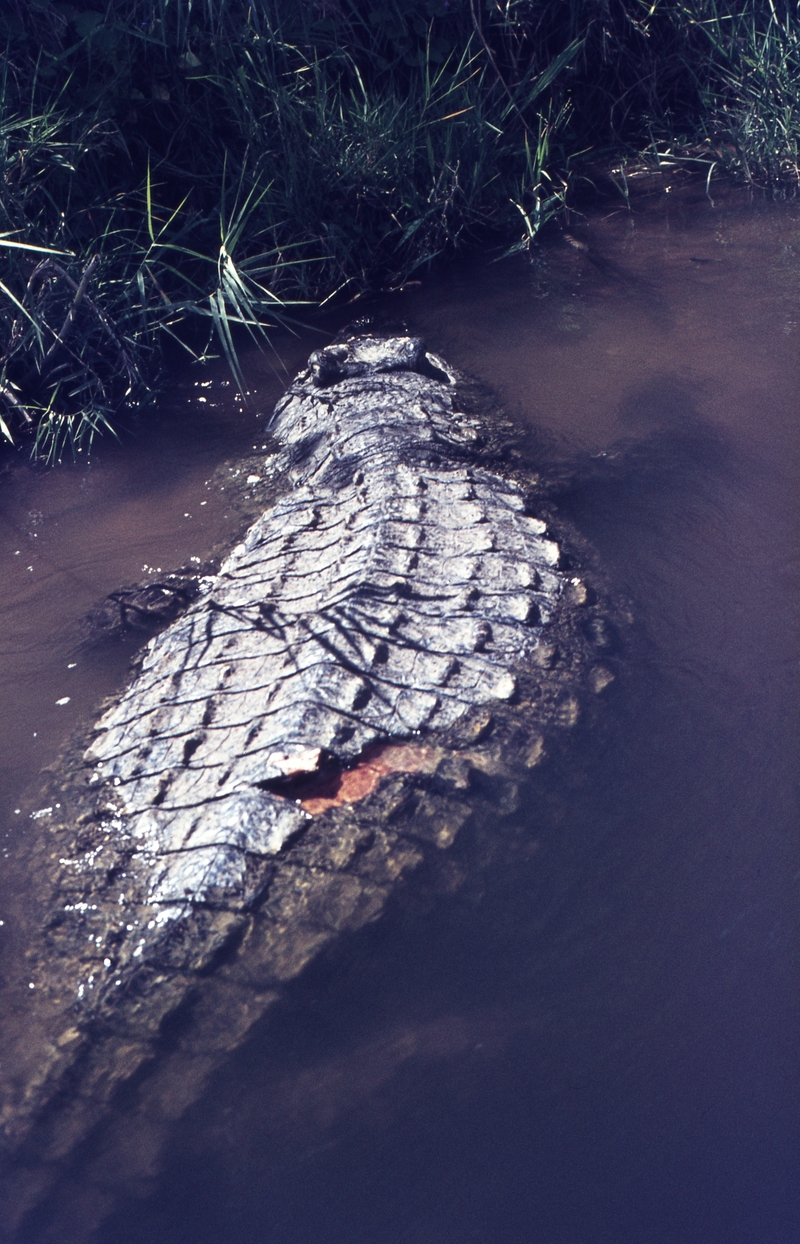 401473: Victoria Nile Uganda Crocodile
