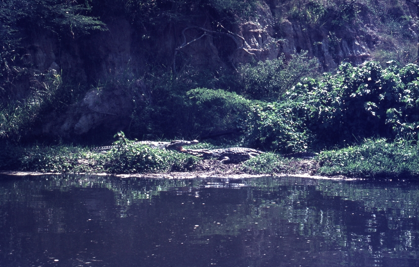401475: Victoria Nile Uganda Crocodiles