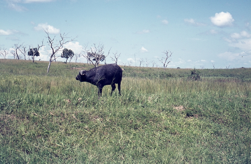401501: near Murchison Falls Uganda Water Buffalo
