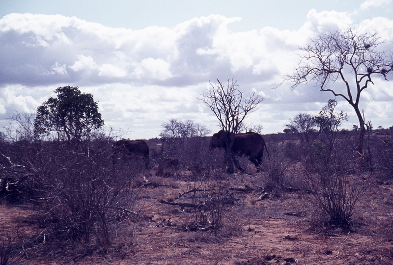 401518: Tsavo National Park Kenya Elephants