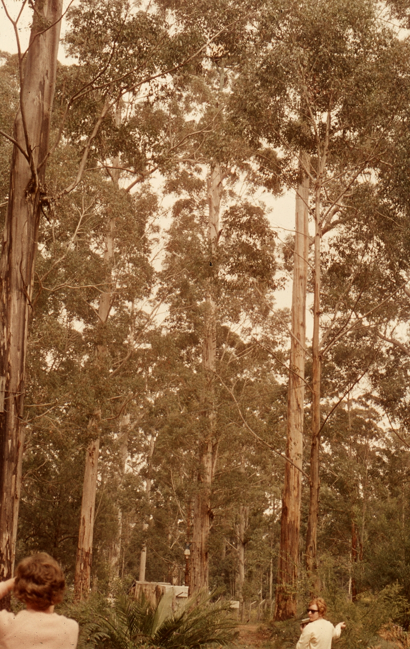 401635: Pemberton Western Australia Gloucester Tree Photo Wendy Langford