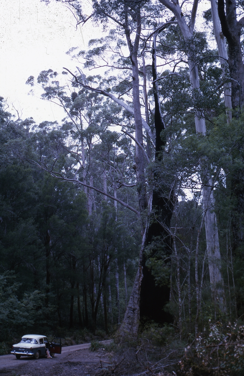 401639: Walpole South Western Australia Karri Forest Photo Wendy Langford