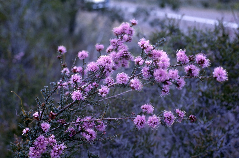 401641: Denmark South Western Australia Wildflowers Photo Wendy Langford