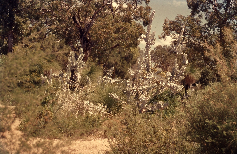 401665: Date uncertain Yanchep Western Australia Giant Red Wattle Photo Wendy Langford