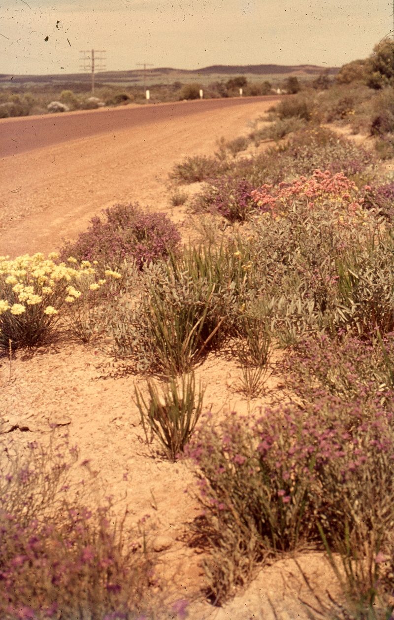 401684: Wongan Hills Western Australia Wildflowers Photo Wendy Langford