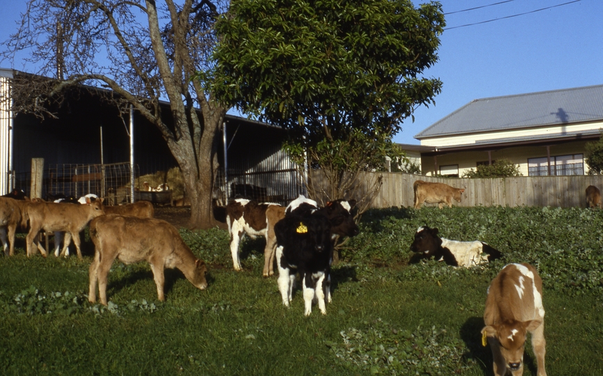 401803: Ripplebrook Victoria Willowvale Farm Calves