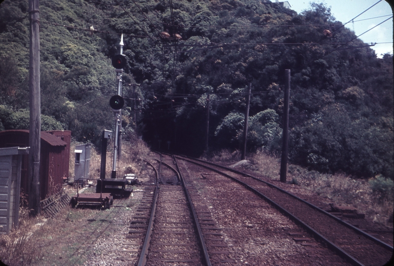 103466: Wadestown Looking Up