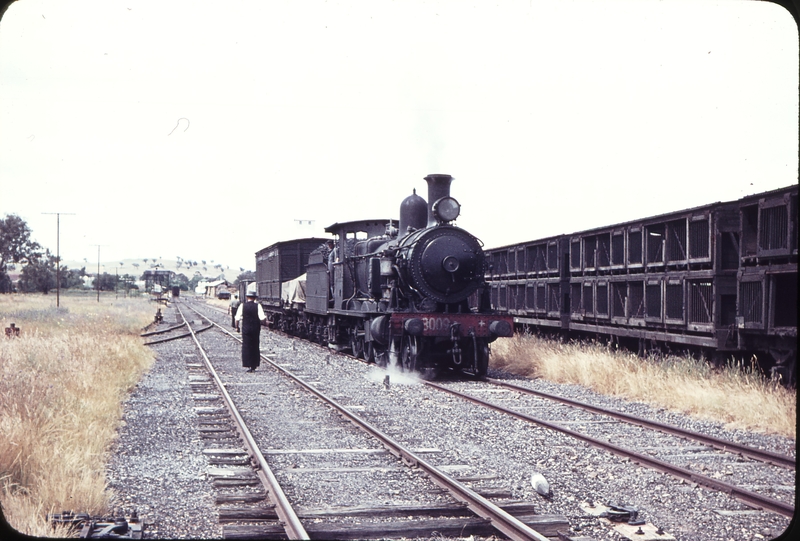 105145: Canowindra Down Mixed 3009T