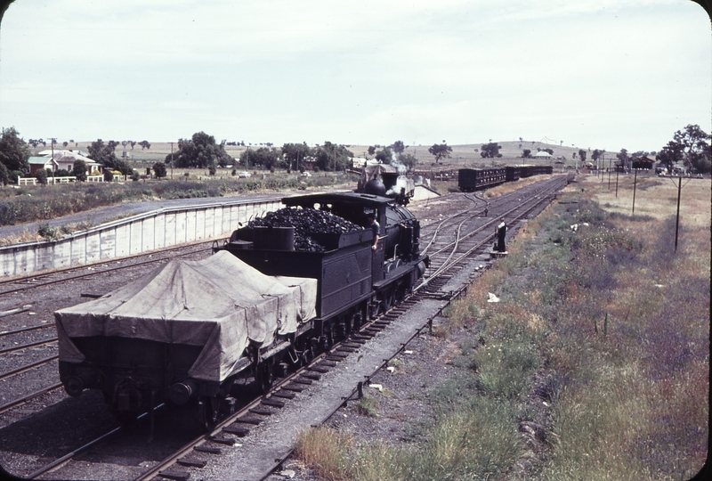 105148: Canowindra Down Mixed 3009T