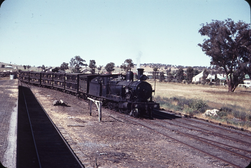 105153: Canowindra Up Mixed 3009T