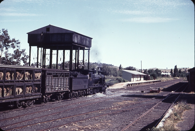 105156: Canowindra Up Mixed 3009T