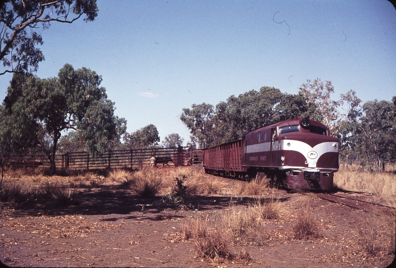 106138: Larrimah NSU 64 shunting Livestock Wagons at Stock Race