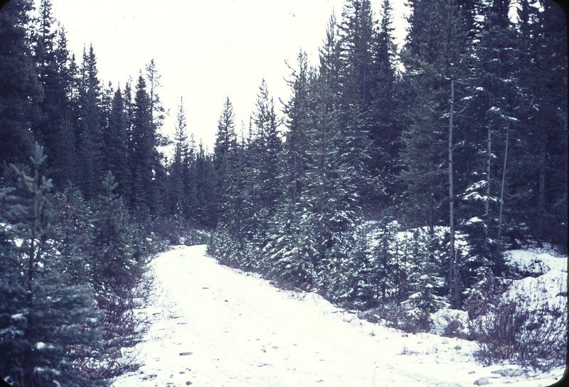 110680: near Lake Louise AB Grade of CPR 3 0 gauge tramway 0.75 miles south of lake Looking north