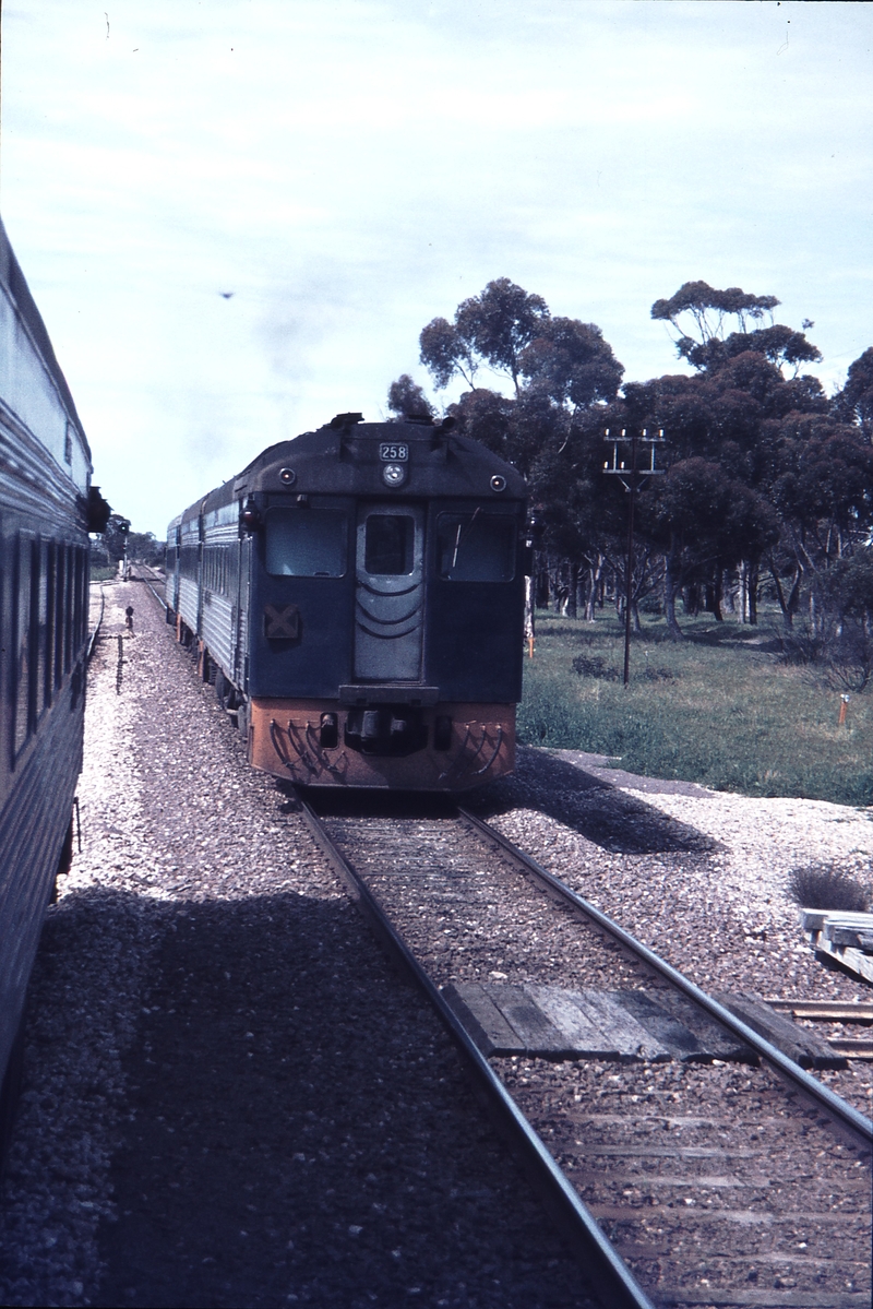 112530: Coombe Up and Down Mount Gambier Bluebirds