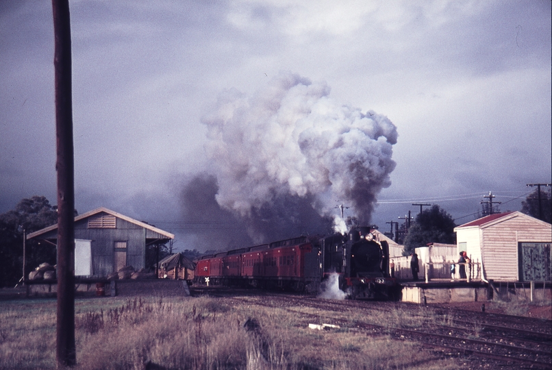 113833: Bonnie Doon Up ARE Special K 153