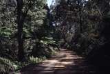 118203: North Beenak Road 14.2 km from Gembrook Looking South