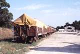 118320: Buffalo Looking towards Yarram VOCX Superphosphate Wagons