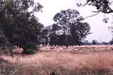 120630: Mallum Looking towards Tatong from Benalla End