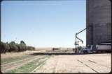 124305: Roseworthy looking North Grain Wagons standing Kapunda Line