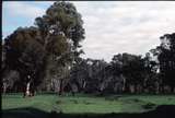 126528: Lima looking towards Benalla from Tatong end of yard