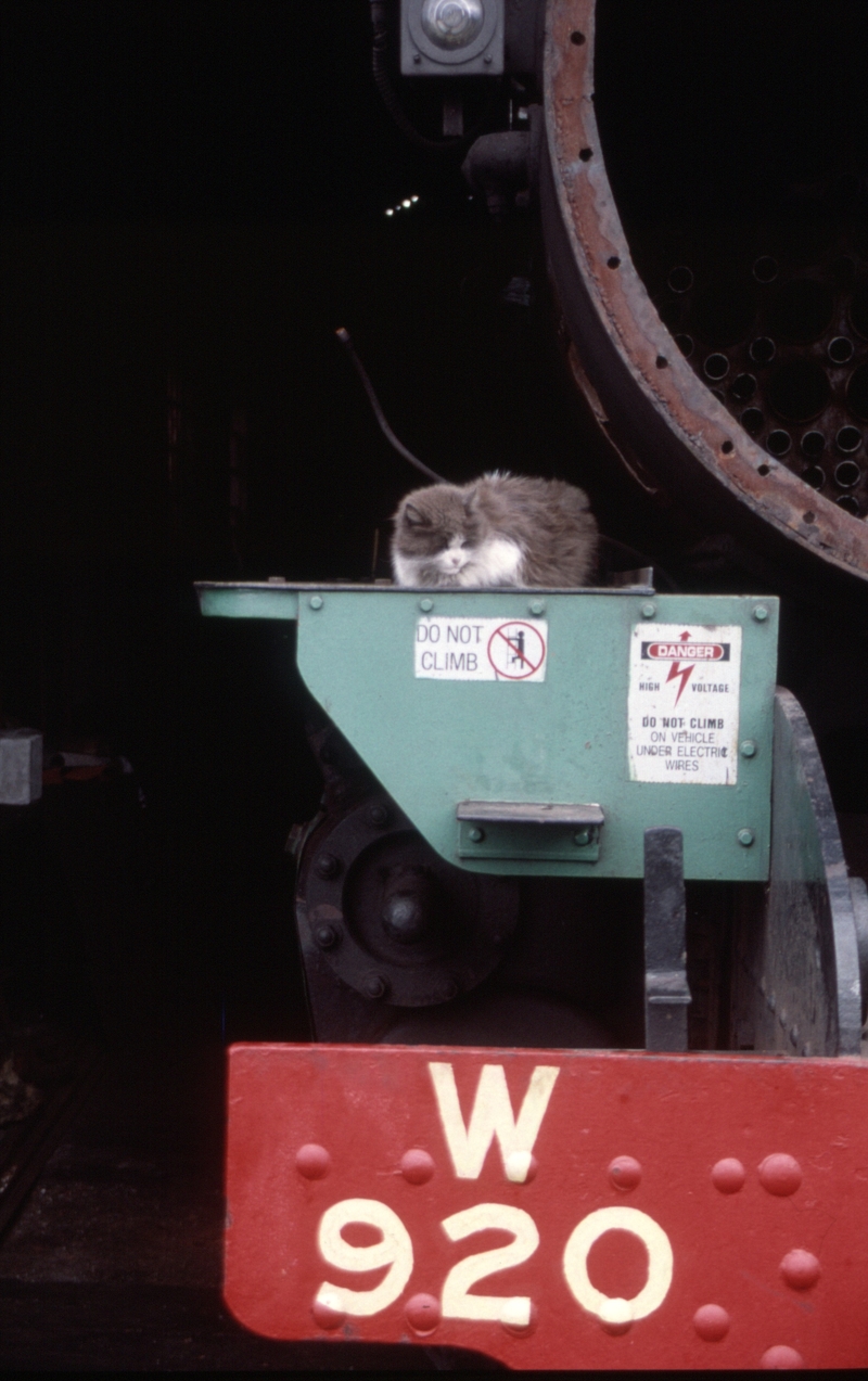 128945: Pinjarra Cat on footplate W 920