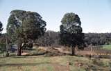 129092: Collins Siding (down side), km 163 looking towards Manjimup