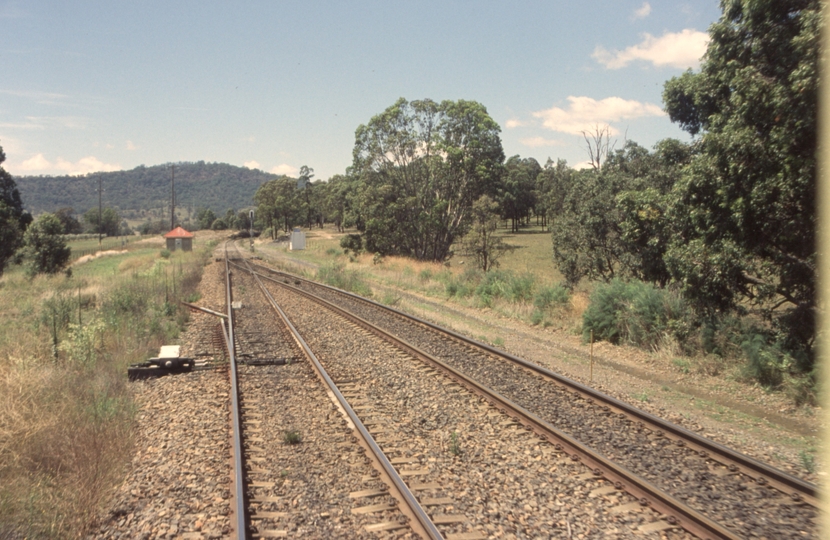 132449: Grass Tree looking towards Maitland