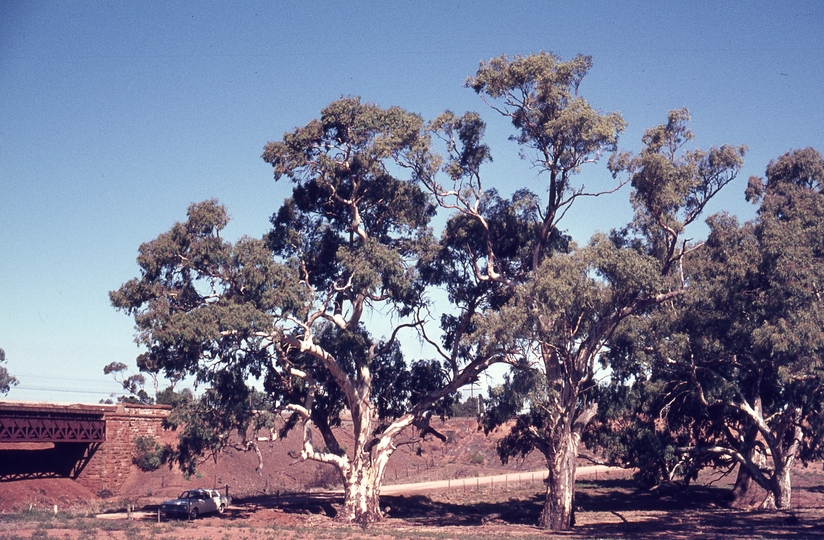 133366: Crysral Brook SA Trees near railway bridge