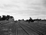 133466: Drysdale looking towards Queenscliff MHSRC Special at platform