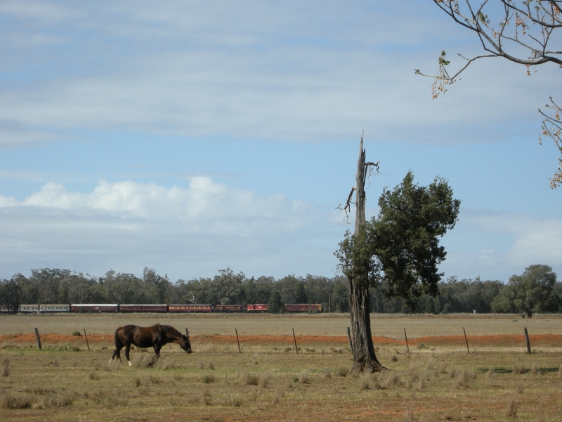 135695: Beni opposite Riach's property Up RTM Empty Cars 44211 4916 4803