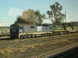 136114: Cootamundra 8121 X 36