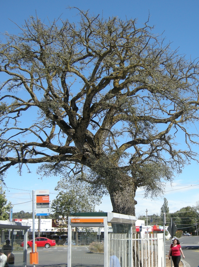 200657: Lilydale Railway Station Bus Terminal Cork Oak quercus suber