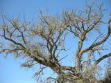 200659: Lilydale Railway Station Bus Terminal Cork Oak quercus suber