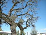 200660: Lilydale Railway Station Bus Terminal Cork Oak quercus suber