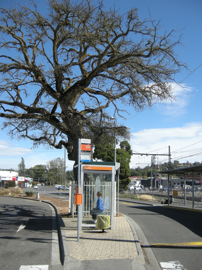 200661: Lilydale Railway Station Bus Terminal Cork Oak quercus suber