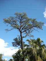 200662: Melbourne Royal Botanical Gardens Cork Oak near Gate D