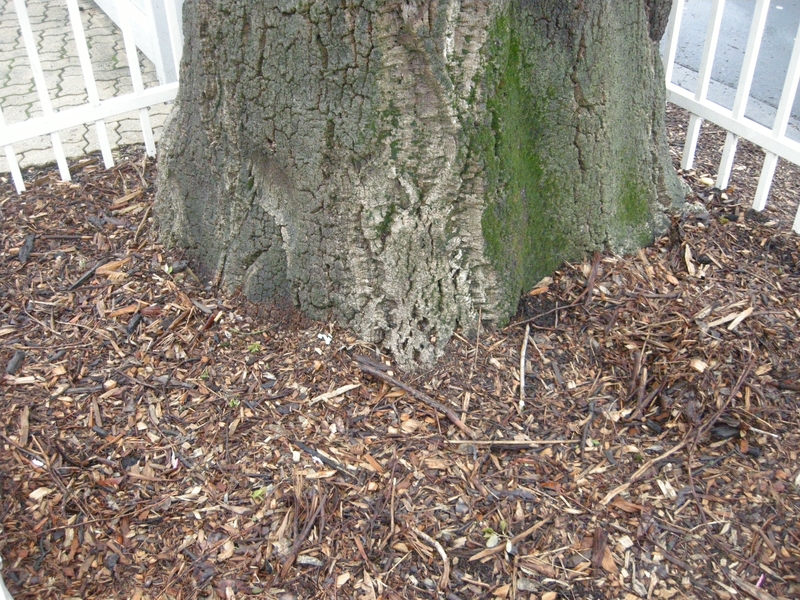 200666: Lilydale Railway Station BusTerminal Butt of Cork Oak Quercus Suber Tree