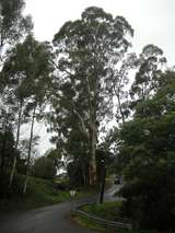 200667: 1 km from Warburton along Rail Trail looking East