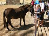 201497: Longreach Australian Stockmens' Hall of Fame Mule